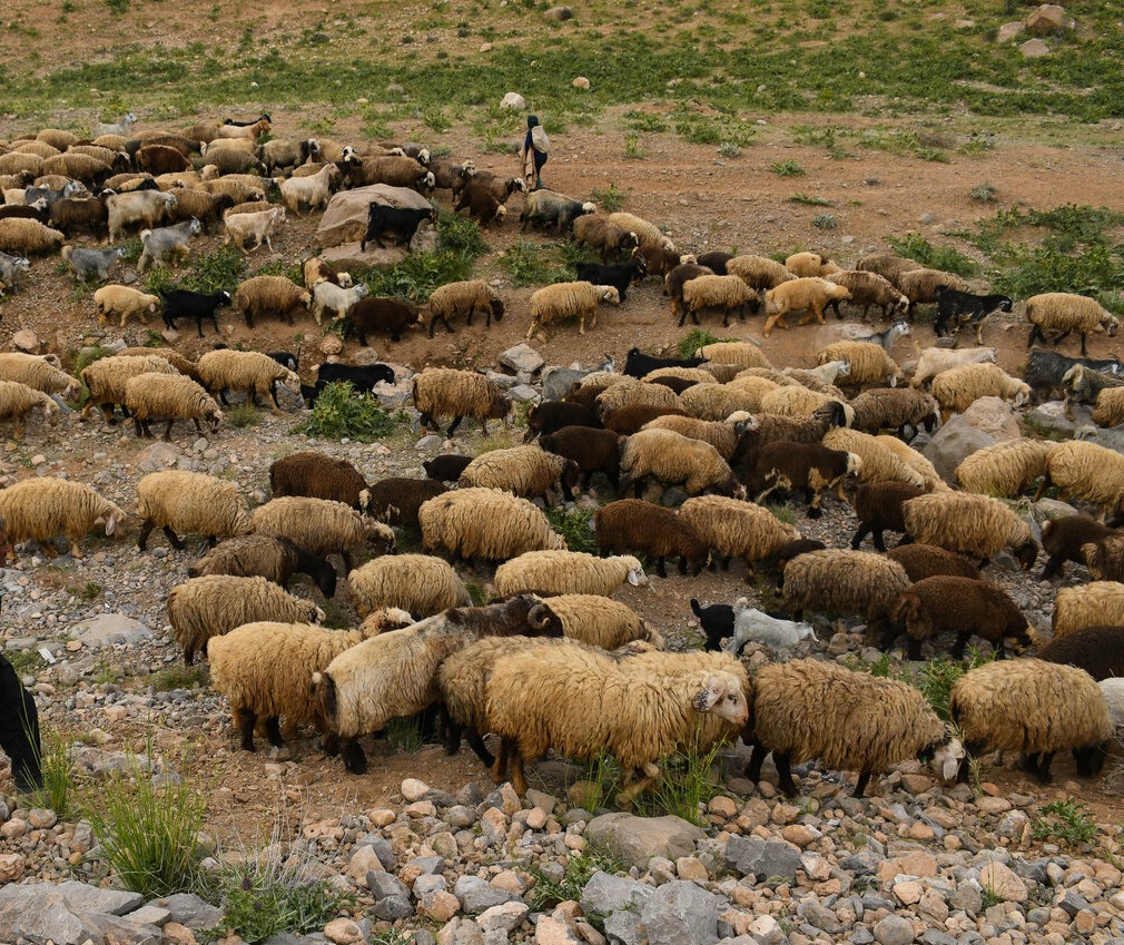 عشایر سمنان برای افزایش تولید ٣٠٠ تنی گوشت تسهیلات میگیرند