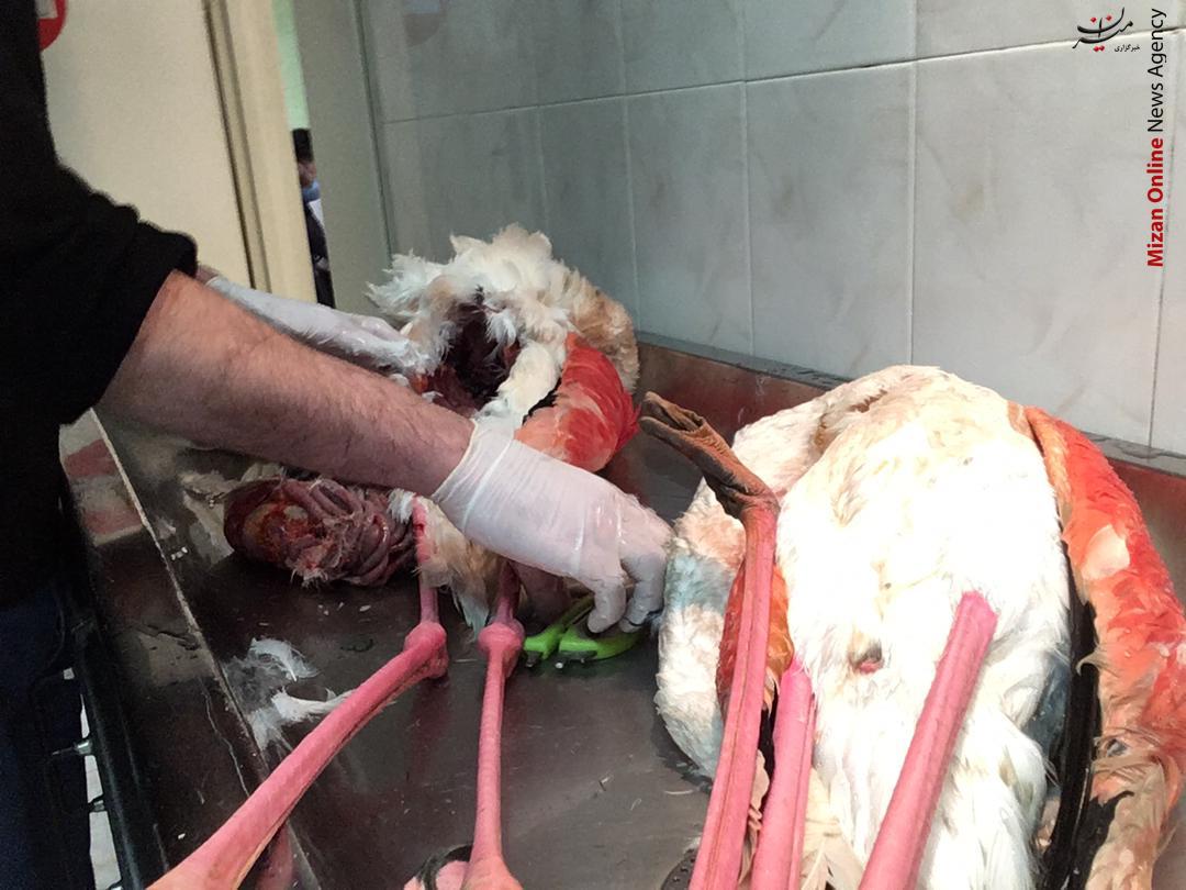 تلفات میانکاله عامل انسانی دارد؟