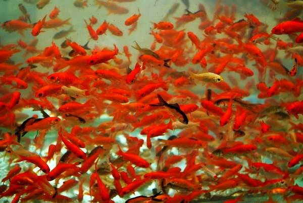 توصیههای سازمان شیلات برای خرید و نگهداری ماهی قرمز