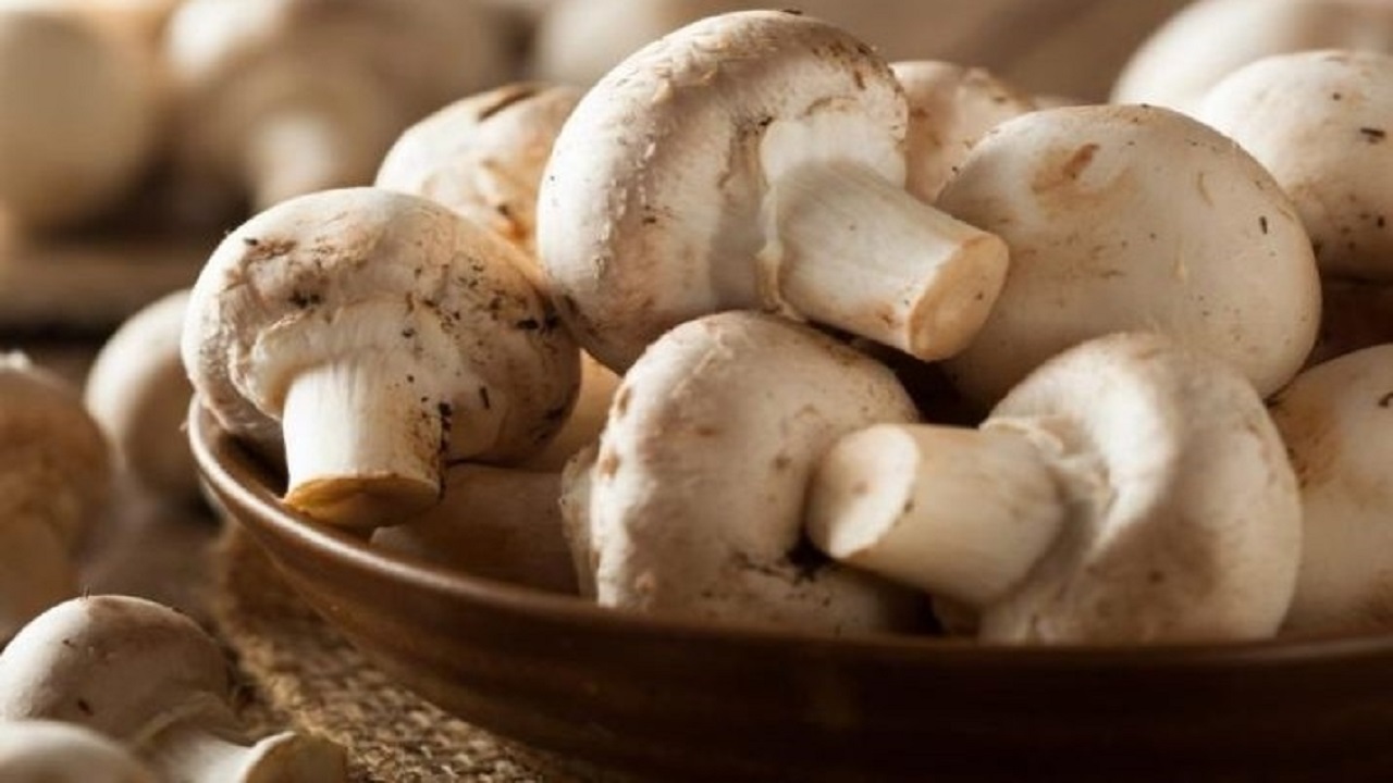 پیش بینی افزایش ۲۰ هزار تن تولید قارچ تا پایان سال
