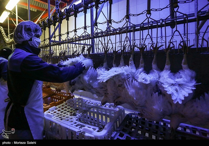 عرضه گسترده مرغ در بازار بعد از افزایش قیمت رسمی