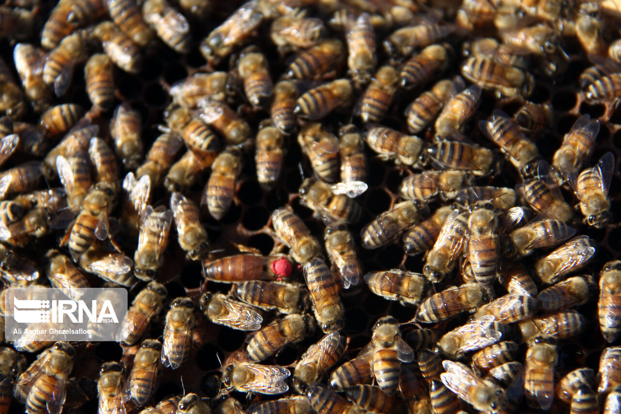 تلفات ۴۰ درصدی جمعیت زنبورعسل مورد تایید نیست