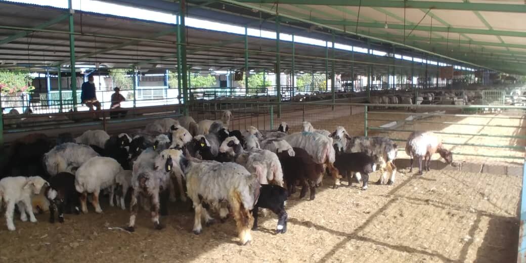 احداث فاز دوم بزرگترین دامپروری جنوب غرب کشور در دزفول آغاز شد