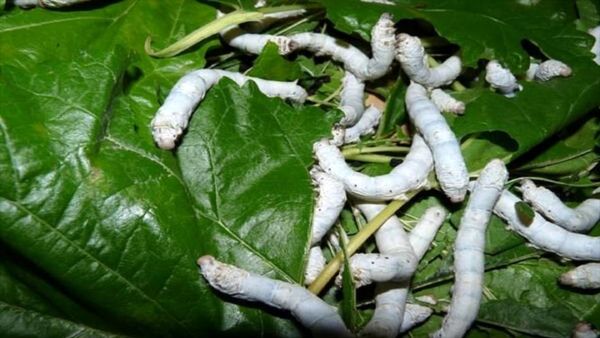 توزیع ۴۹ هزار جعبه تخم نوغان برای پرورش بهاره پیله ابریشم