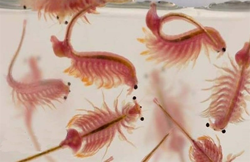 کشف دانش فنی تولید ماده نگهدارنده آرتمیا از عصاره گیاه در ایران