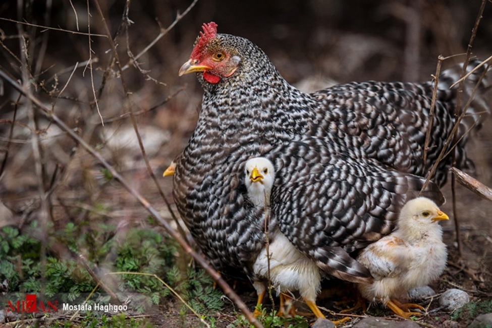 مجلس به وزیر جهاد کشاورزی تذکر داد