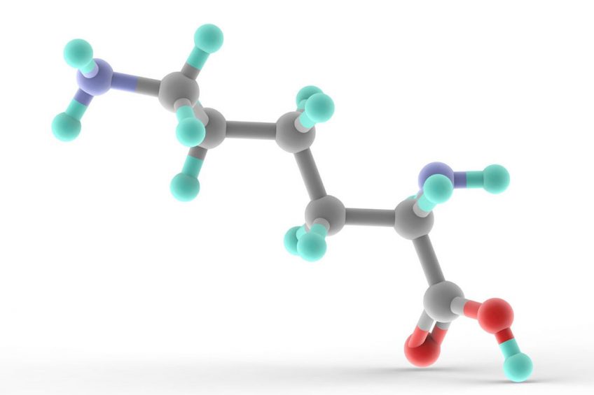تاثیر قیمت بالای سویا و ذرت بر بازار جهانی لیزین