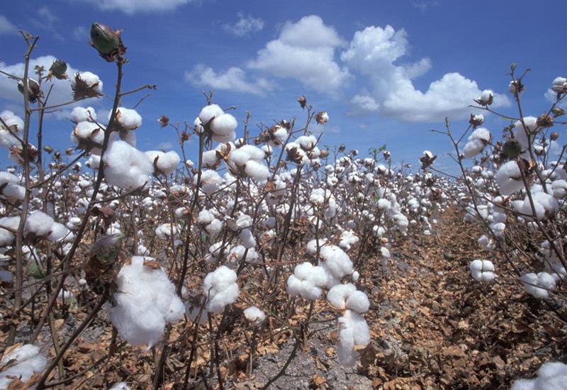 خودکفایی در تولید پنبه