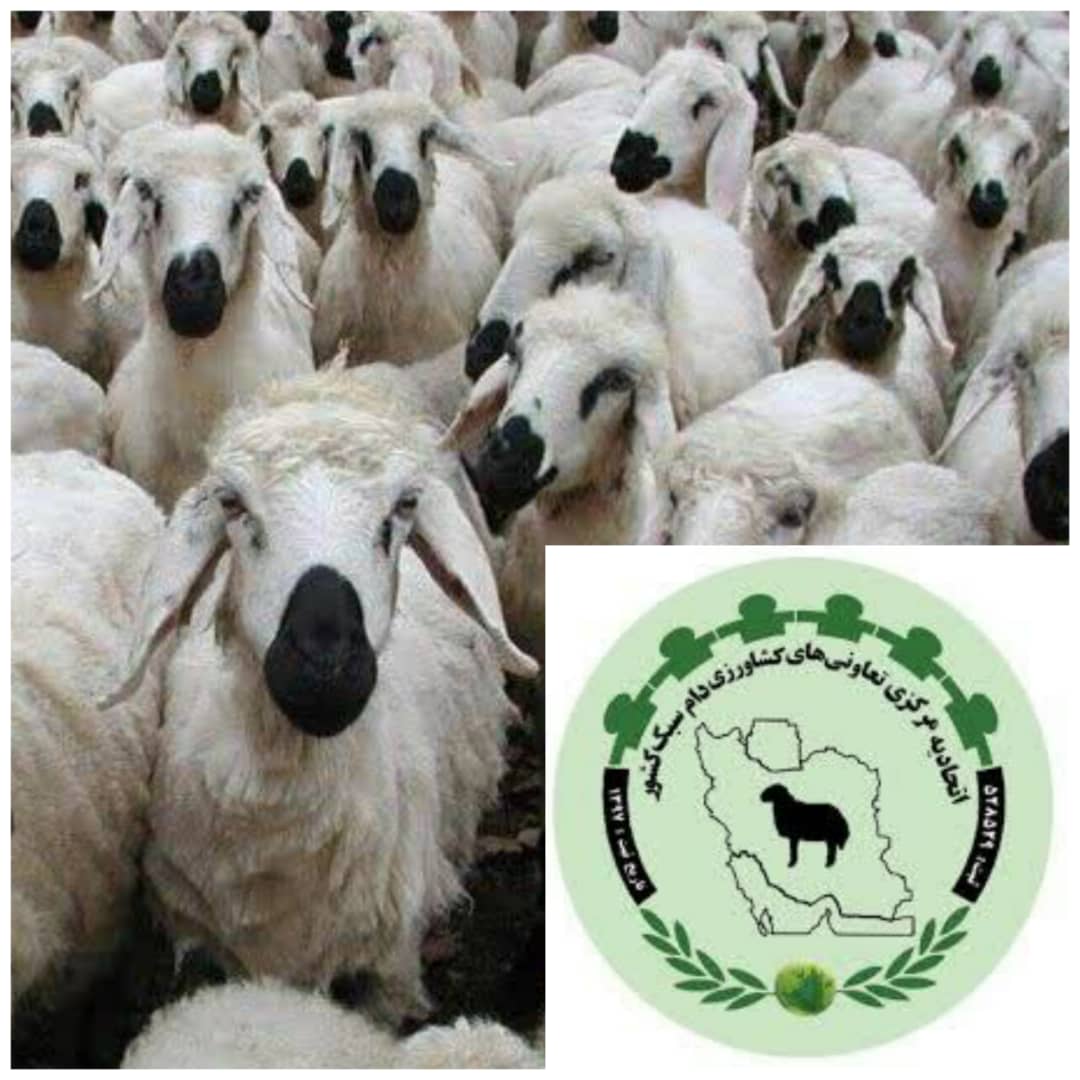 ضرورت بازاریابی برای گوشت قرمز و تکمیل زنجیره پشم