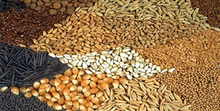 افزایش قیمت ذرت به بیشترین میزان ۸ سال گذشته با کاهش تولید در آمریکا