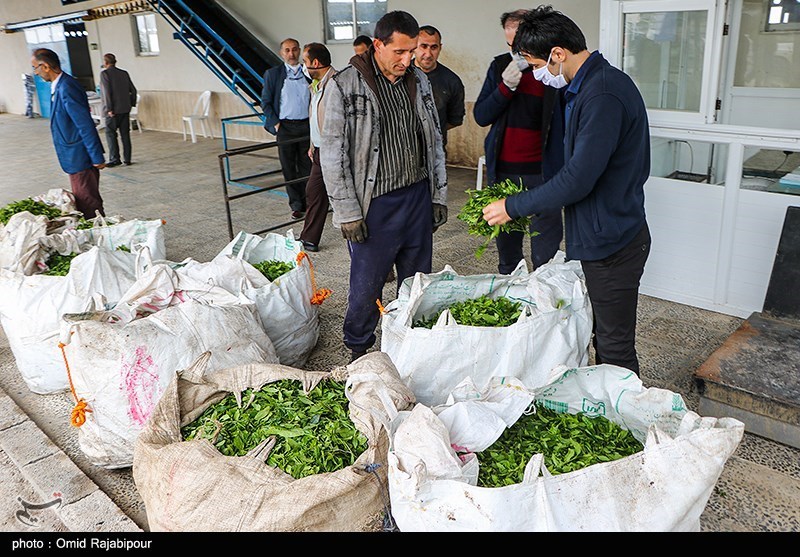 ۳۴۵ تن برگ سبز چای خرید تضمینی شد