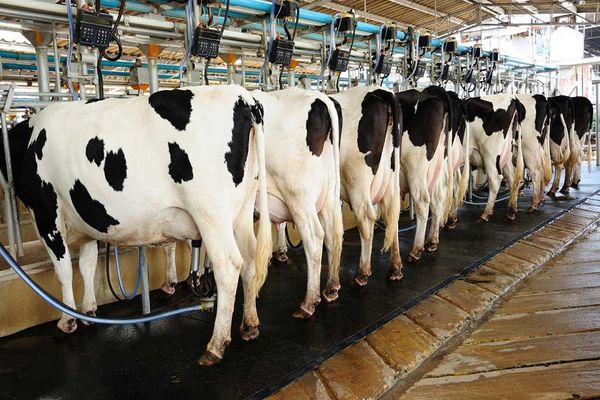 افزایش قیمت شیر فعلاً منتفی است