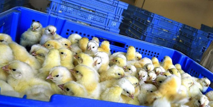 چرا «صف مرغ» و «جوجه کشی» بحث داغ کارزار انتخاباتی شد؟