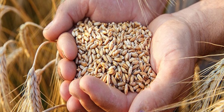 افزایش ۶ دلاری قیمت گندم و خوراک دام در بازارهای جهانی