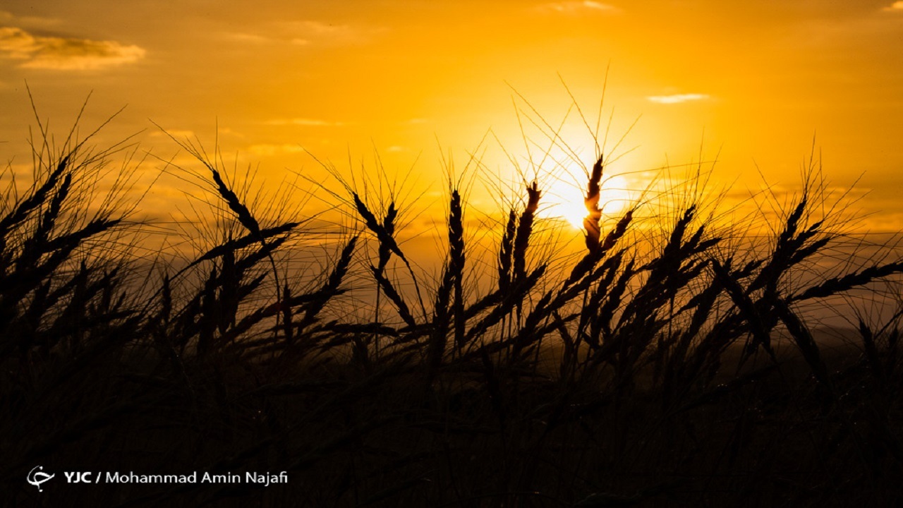 خرید تضمینی گندم به یک میلیون و ۵۳۰ هزار تن رسید