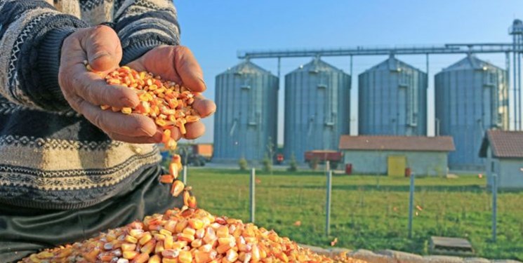 سهم دولتی‌ها از واردات کالاهای اساسی به ۵۰ درصد رسید