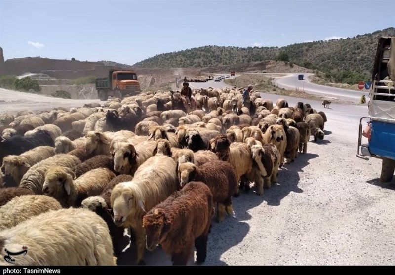 یک میلیون راس دام عشایر خرید تضمینی می‌شود