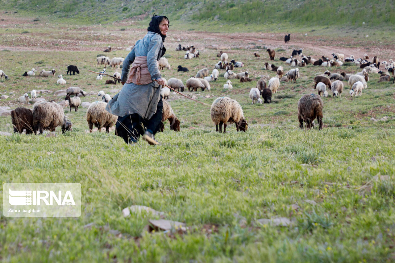 ۱۰۰ هزار تن علوفه دستی برای دام عشایر تا اواسط خرداد توزیع می‌شود