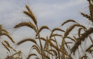 قیمت خرید گندم باید ۵۸۰۰ تومان باشد