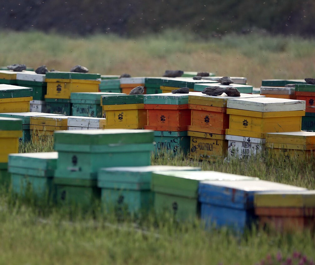 توسعه همکاری‌های ایران و اسلوونی در صنعت زنبورداری