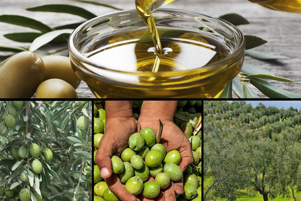 اصلاح ۱۱٫۷ هزار از هکتار باغهای زیتون در سال ۹۹