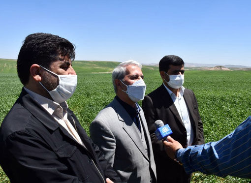 صرفه جویی ۵ میلیارد دلاری با اجرای طرح جهش تولید در دیمزارهای کشور