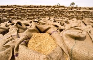 ۷۵۲ هزار تن گندم توسط تشکل‌های تعاون روستایی خریداری شد