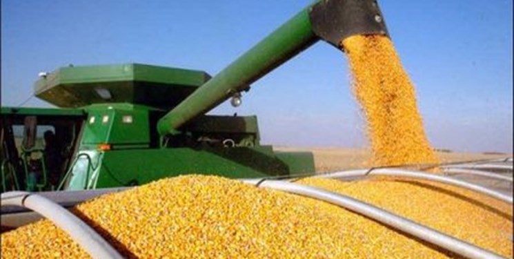 افزایش تند و تیز قیمت خوراک دام در بازار جهانی / افزایش ۲۵ سنت دلار در هر بوشل