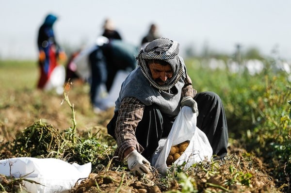 انحلال سازمان مرکزی تعاون روستایی منجر به فروپاشی شبکه تعاونی ها می شود/ دولت بدون تعاونی ها قادر به حمایت از بهره برداران خرد نیست