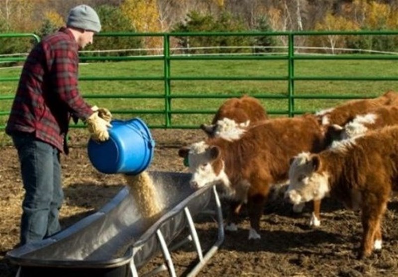 بررسی وضعیت بازار ذرت دامی در کشور و مشکلات در حوزه تولید و واردات این نهاده مهم دامی