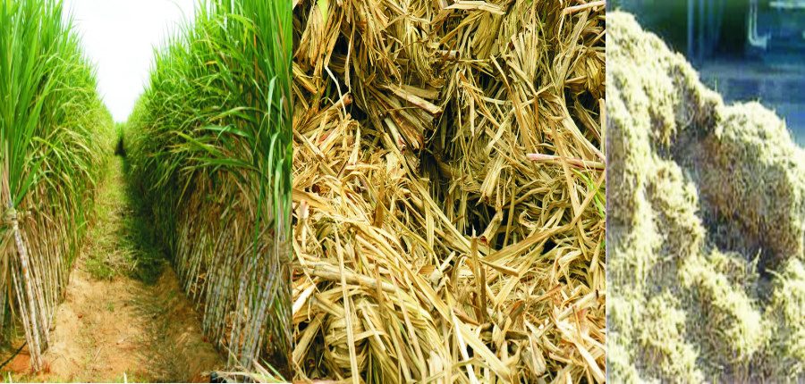 تلاش برای افزایش سطح برداشت سبز نیشکر به ۴۰ درصد