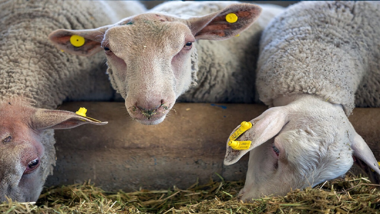 نرخ دام و گوشت سنخیتی با هم ندارد