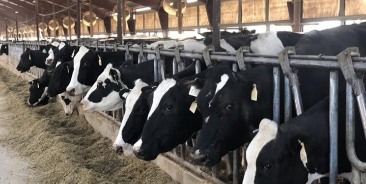 دام آبستن هم روانه کشتارگاه می‌شود