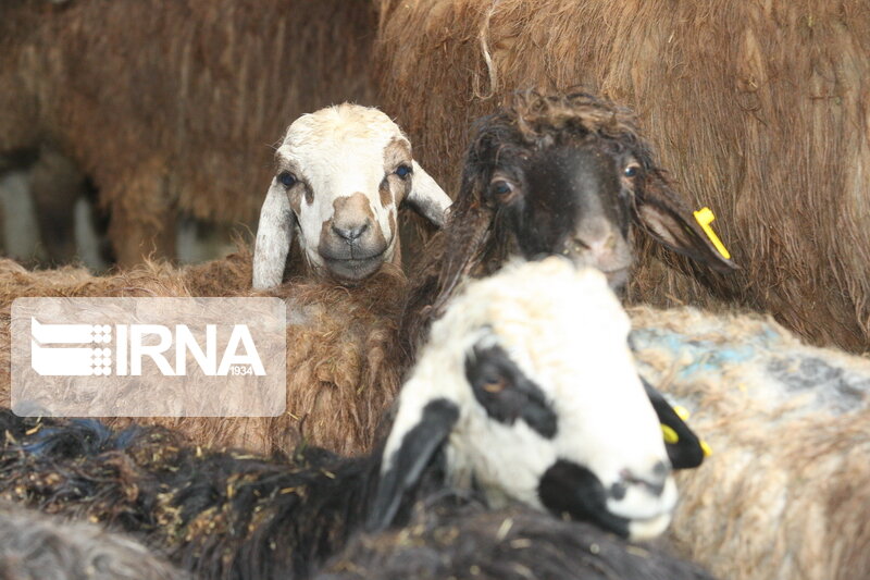 ورود تشکل دامداری‌ها، حذف دلالان را در پی خواهد داشت