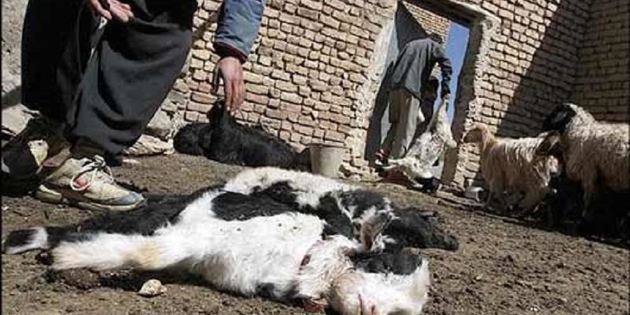 هشدار سازمان دامپزشکی نسبت به خطر بیماری تب کنگو