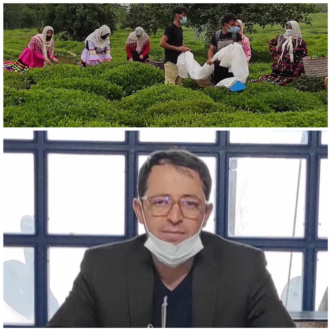 هم افزایی همه جانبه برای حمایت از چای ایرانی و فراهم آوردن بازار فروش امن این محصول در کشور