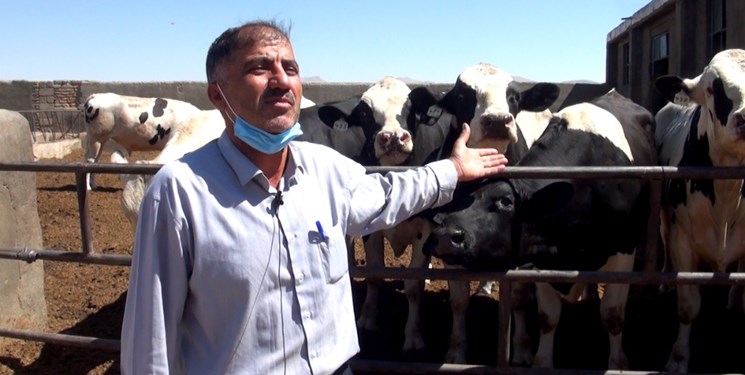 دامداران از فروش گوشت و شیر ضرر می‌کنند