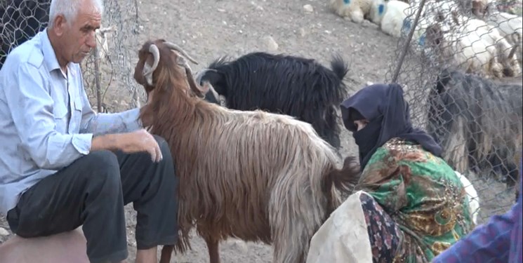 وزارت جهاد کشتار دام به خاطر هزینه‌های سنگین دامدار را تایید کرد