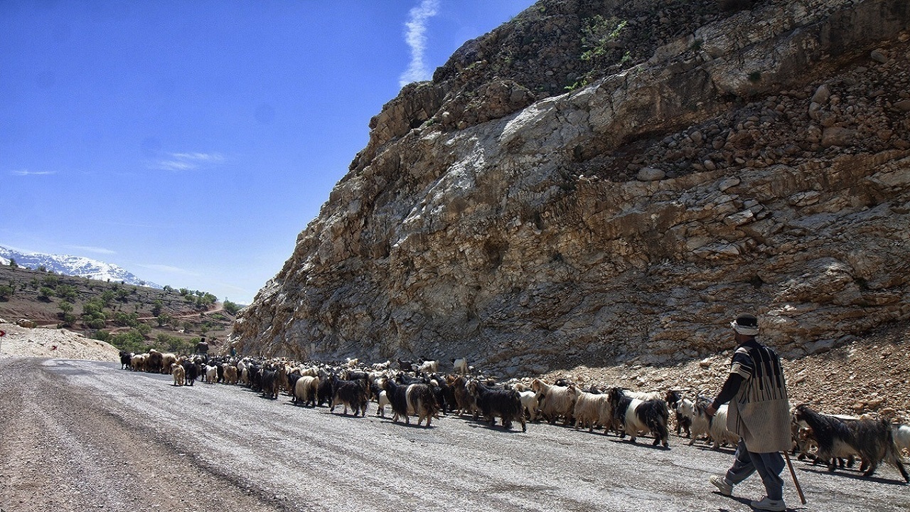 اثرات خشکسالی بر دام عشایر/ نظارت و بازرسی در حوزه دام‌ مطلوب نیست