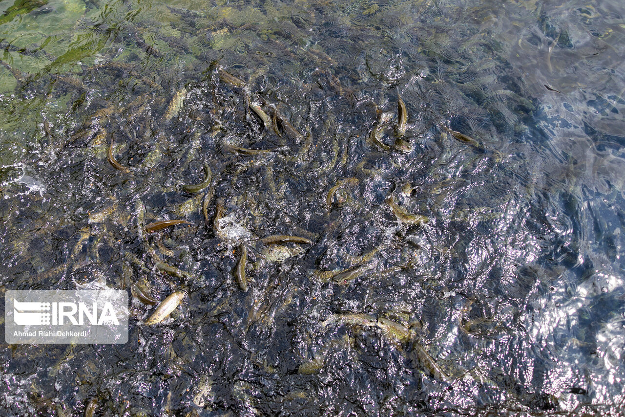 صرفه‌جویی ارزی ۴.٨ میلیون دلاری واردات تخم چشم‌زده قزل‌آلا