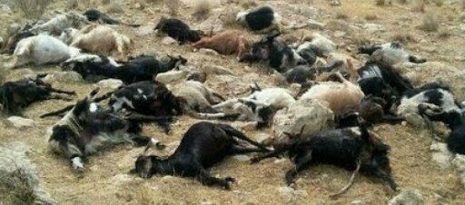 مرگ مشکوک ۱۸۰ راس گوسفند در خراسان شمالی