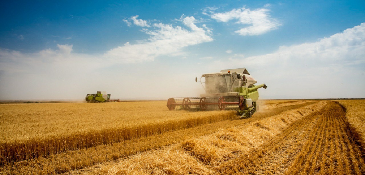 گرانی نهاده های دامی یکی از دلایل کاهش خرید گندم