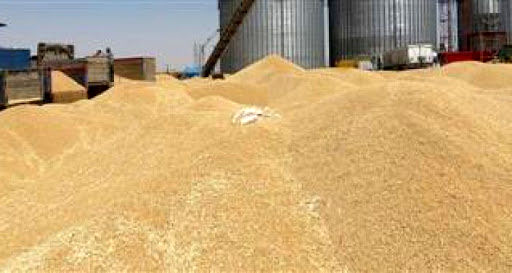 خریداری بیش از ۱٫۳ میلیون تن گندم توسط تشکل‌های تعاون روستایی