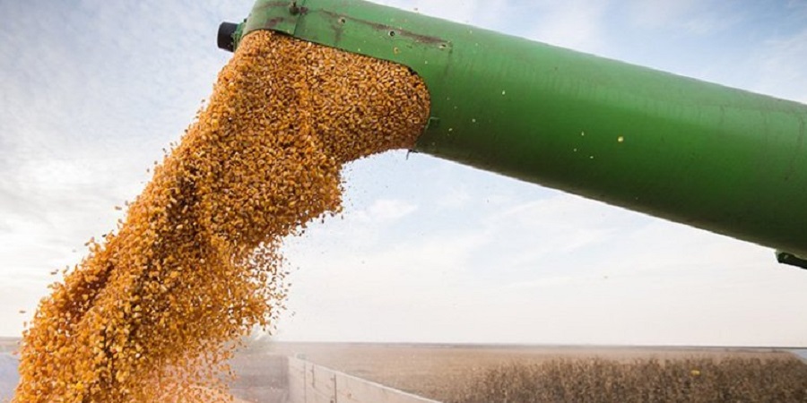 ۵۳ هزار تن ذرت دامی احتکار شده در اختیار پشتیبانی امور دام گذاشته شد