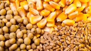 اختصاص ۷٫۵ میلیون تن نهاده به کارخانه های خوراک آماده دام و طیور و آبزیان