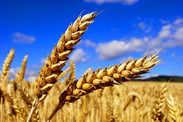 کاهش تولید گندم در آرژانتین