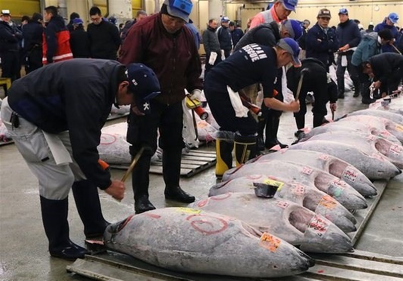 ایران دوازدهمین کشور صید کننده تون ماهیان در جهان است