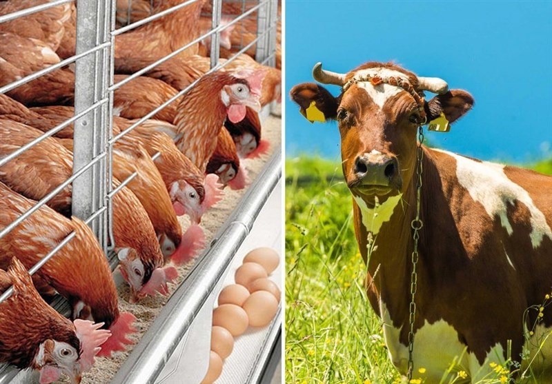 قاچاق خوراک دام از کشور از مجاری قانونی + سند