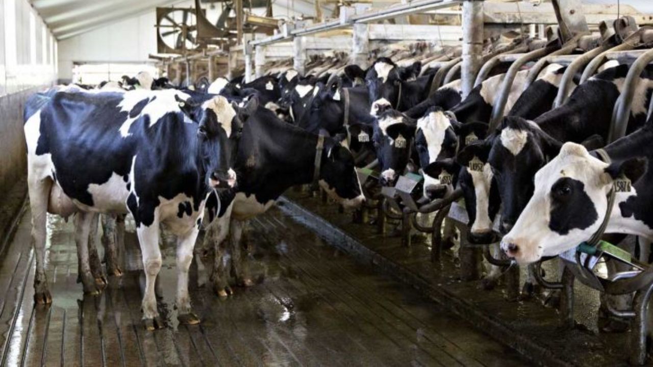 ماجرای کامیون های خارجی حامل دام‌ چیست؟