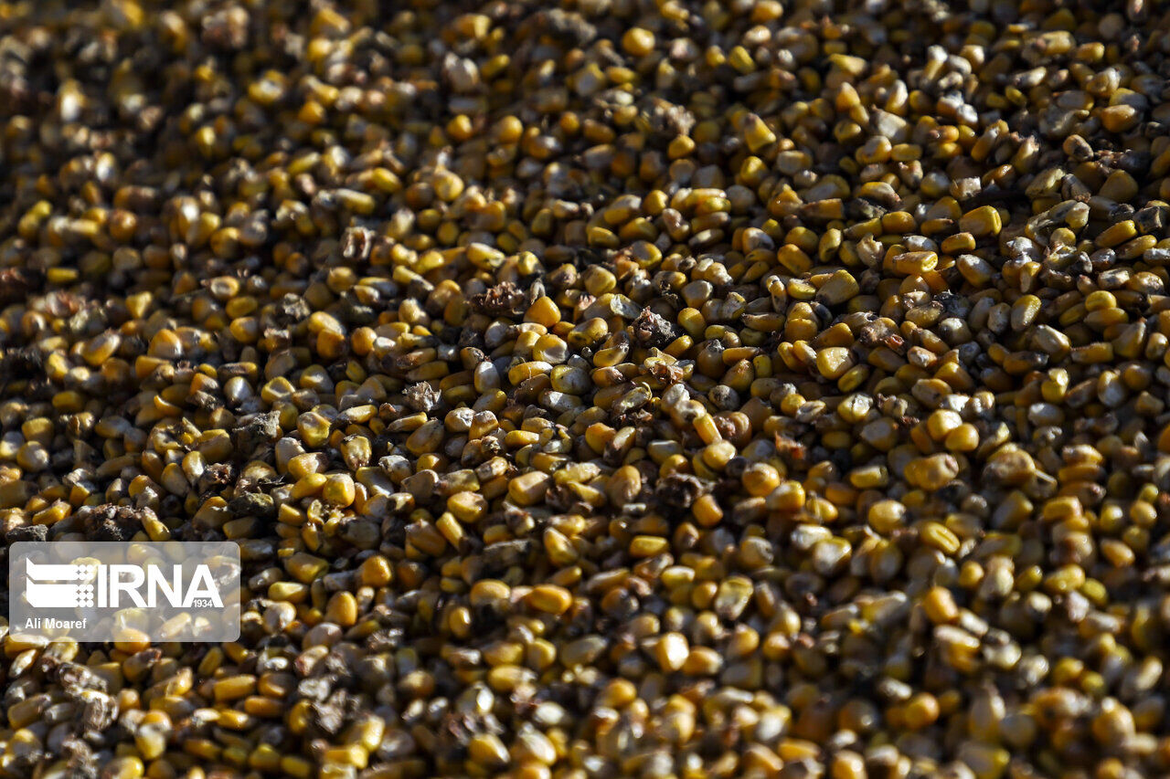 ایران ظرفیت صادرات ۲ تا ۵ هزار تن بذر ذرت را دارد